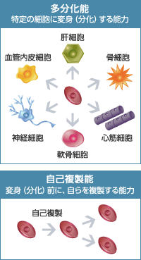 多分化能: 特定の細胞に変身（分化）する能力（肝細胞・骨細胞・心筋細胞・軟骨細胞・神経細胞・血管内皮細胞） / 自己複製能: 変身（分化）前に、自らを複製する能力（自己複製）